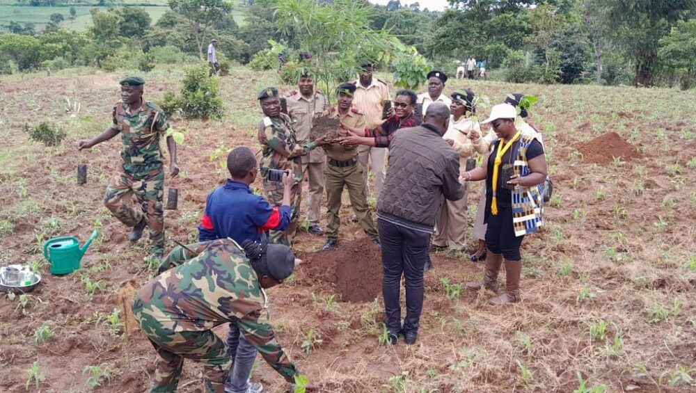 Tree planting, Natures Guardians