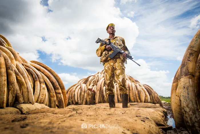 Conserving elephants by KWS