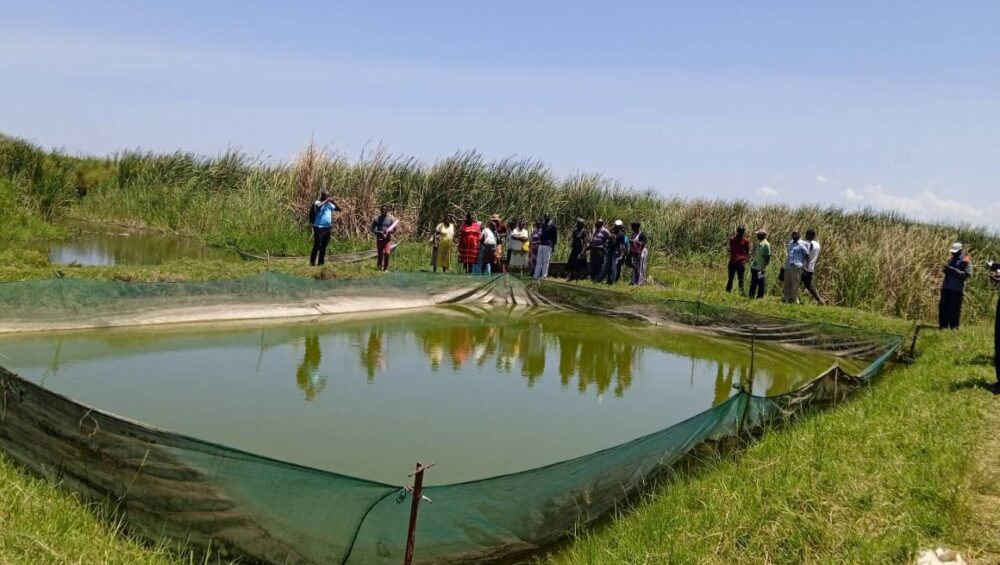 Yala Swamp is one of Kenya's largest freshwater wetlands, playing a crucial role in maintaining the ecological health of Lake Victoria and providing a habitat for a diverse range of species.