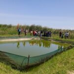 Yala Swamp is one of Kenya's largest freshwater wetlands, playing a crucial role in maintaining the ecological health of Lake Victoria and providing a habitat for a diverse range of species.