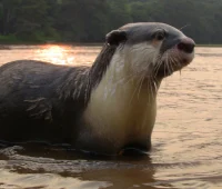 African_clawless_otter-wwca