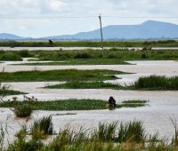 Yala Swamp (1)