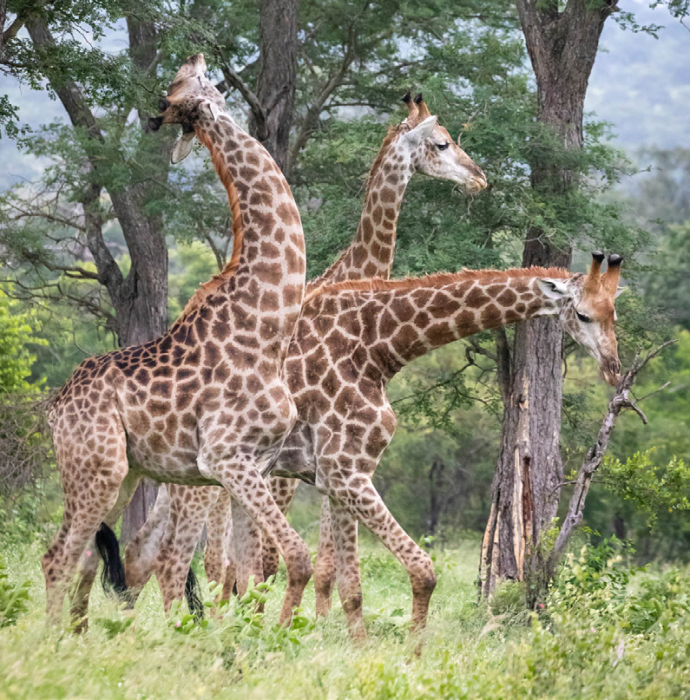 giraffes-tall-1-wwca