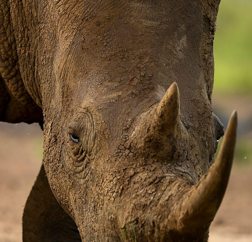 rhino-close-up