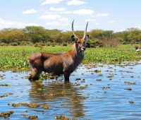 waterbuck_in_kenya_wwca